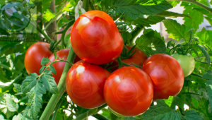 اسید سولفوریک برای گوجه فرنگی