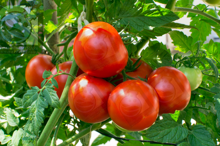 اسید سولفوریک برای گوجه فرنگی + بهترین قیمت خرید