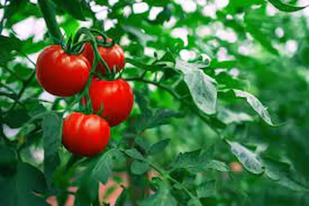 کود سولفات آمونیوم برای گوجه فرنگی